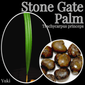 ���ȡ��󡦥����ȥѡ��� ���/Trachycarpus princeps