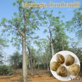 󥬡ɥϥǥ /Moringa drouhardii