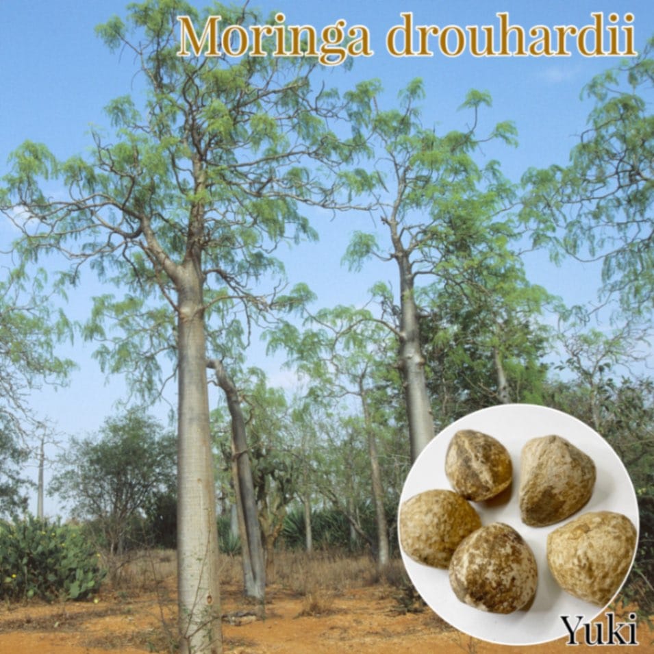 モリンガ・ドロウハルディー 種子/Moringa drouhardii