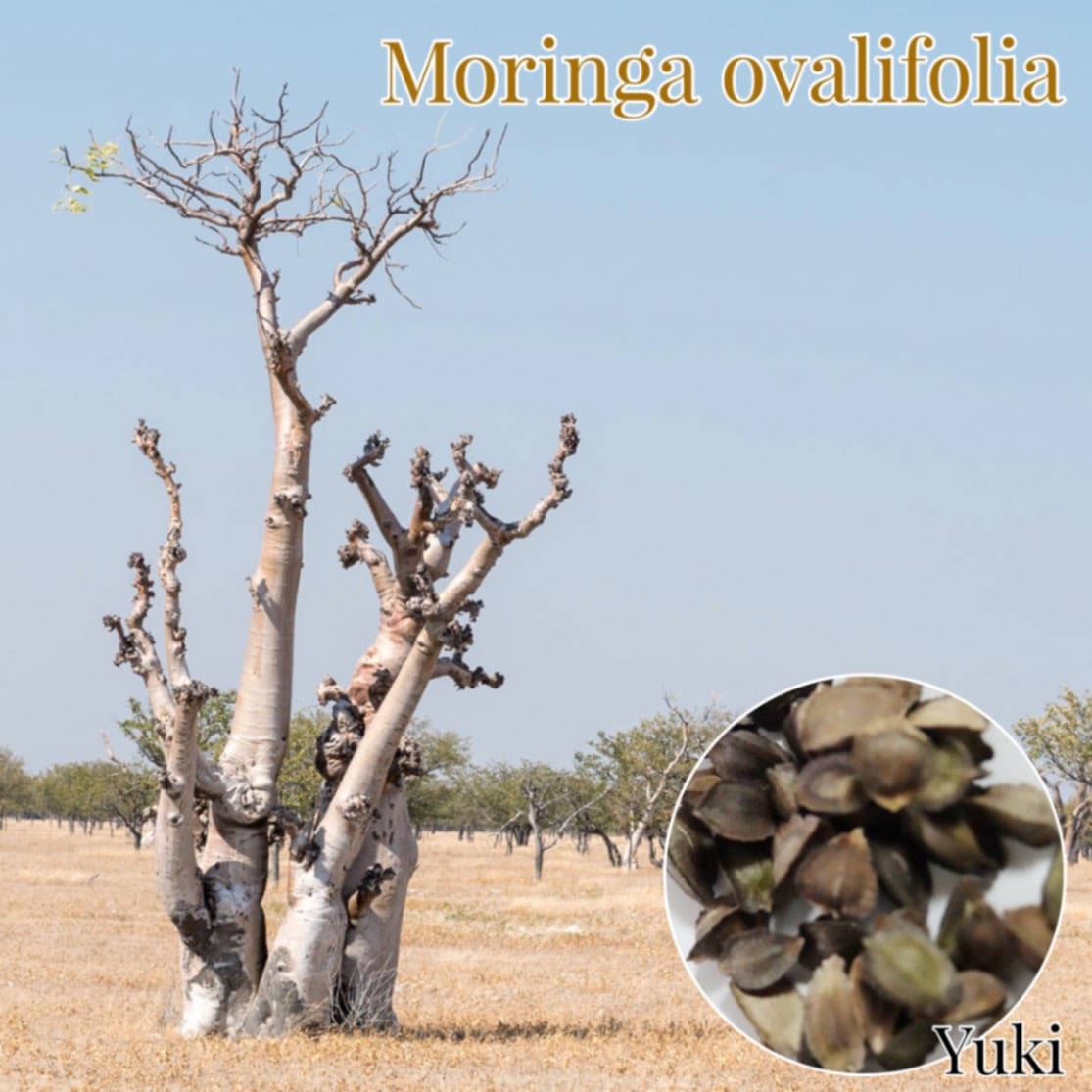 モリンガ・オバリフォリア 種子/Moringa ovarifolia