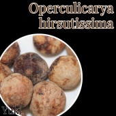 ڥ륯ꥫꥢҥ륹ƥå /Operculicarya hirsutissima