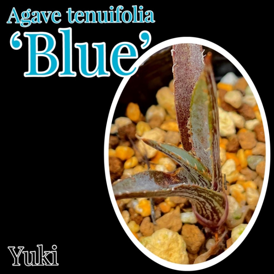 アガベ・テヌイフォリア ブルー 苗/Agave tenuifolia ‘Blue’