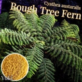 աĥ꡼ե ˦[ĥ꡼ե]Cyathea austaralis