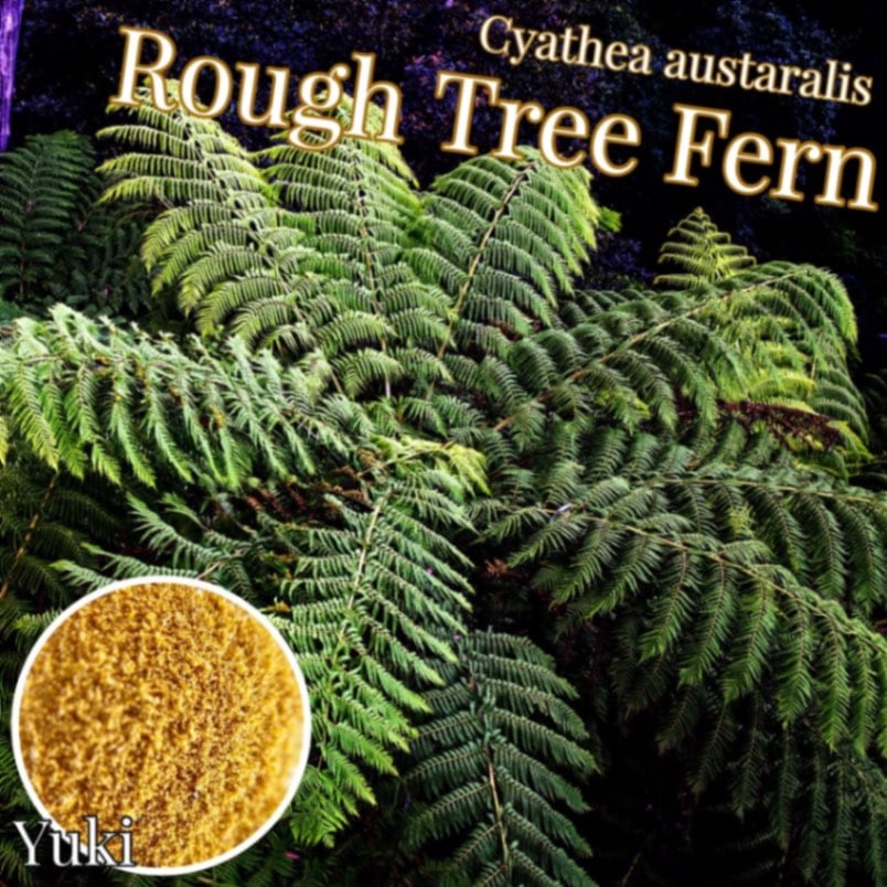 ラフ・ツリーファーン 胞子[ツリーファーン]Cyathea austaralis