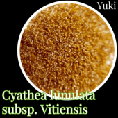 ƥ̥顼 ӥƥ󥷥 ˦[ĥ꡼ե]Cyathea lunulata subsp. Vitiensis