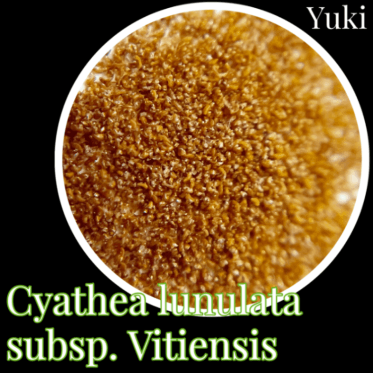 キアテア・ルヌラータ ビティエンシス 胞子[ツリーファーン]Cyathea lunulata subsp. Vitiensis