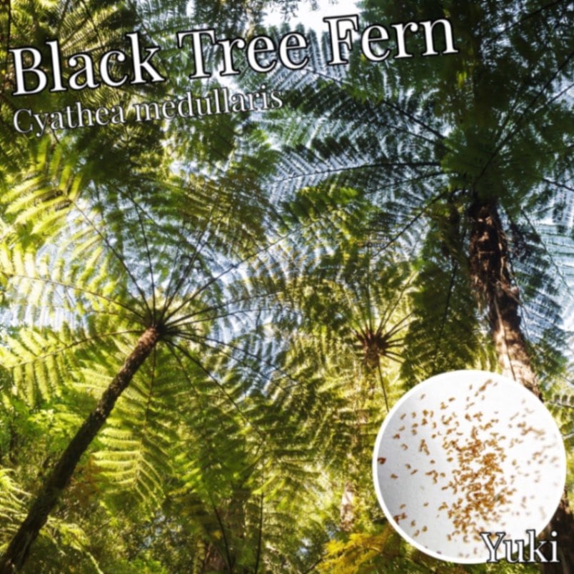 ブラック・ツリーファーン 胞子[ツリーファーン]Cyathea medullaris