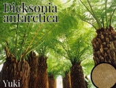 ǥ˥󥿥륯ƥ ˦[ĥ꡼ե]Dicksonia antarctica