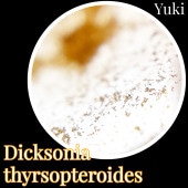 ǥ˥饽ץƥǥ ˦[ĥ꡼ե]Dicksonia thyrsopteroides