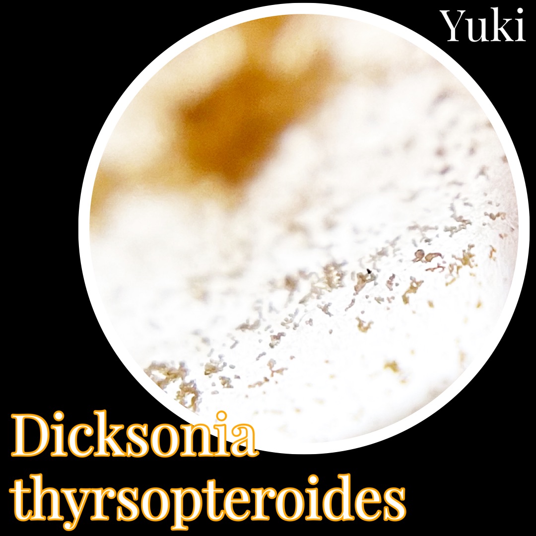 ディクソニア・シラソプテロイデス 胞子[ツリーファーン]Dicksonia thyrsopteroides