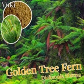 ǥ󡦥ĥ꡼ե ˦[ĥ꡼ե]Dicksonia fibrosa