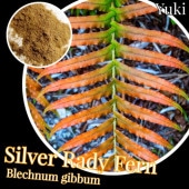 Сǥե ˦[]Blechnum gibbnum