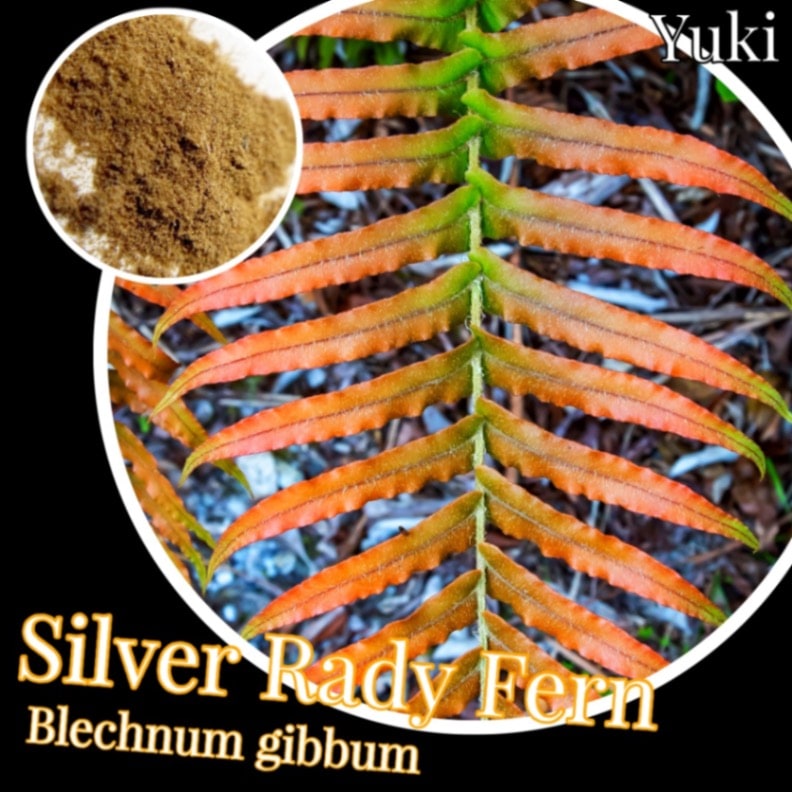 シルバー・レディーファーン 胞子[シダ]Blechnum gibbnum