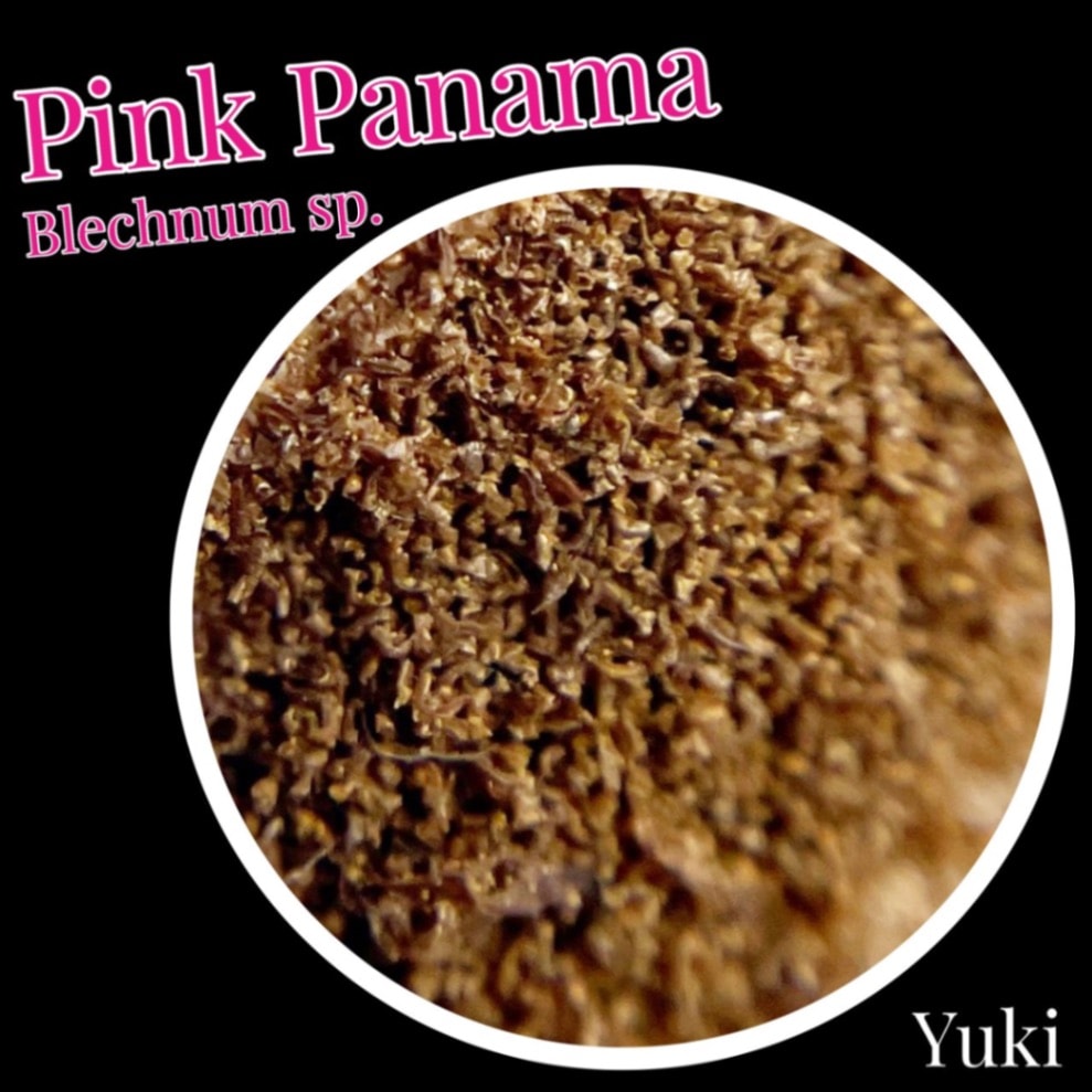 ブレクナム ピンク・パナマ 胞子[シダ]Blechnum sp. Pink Panama