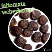 ȥޡ٥Х ҡJaltomata weberbaueri