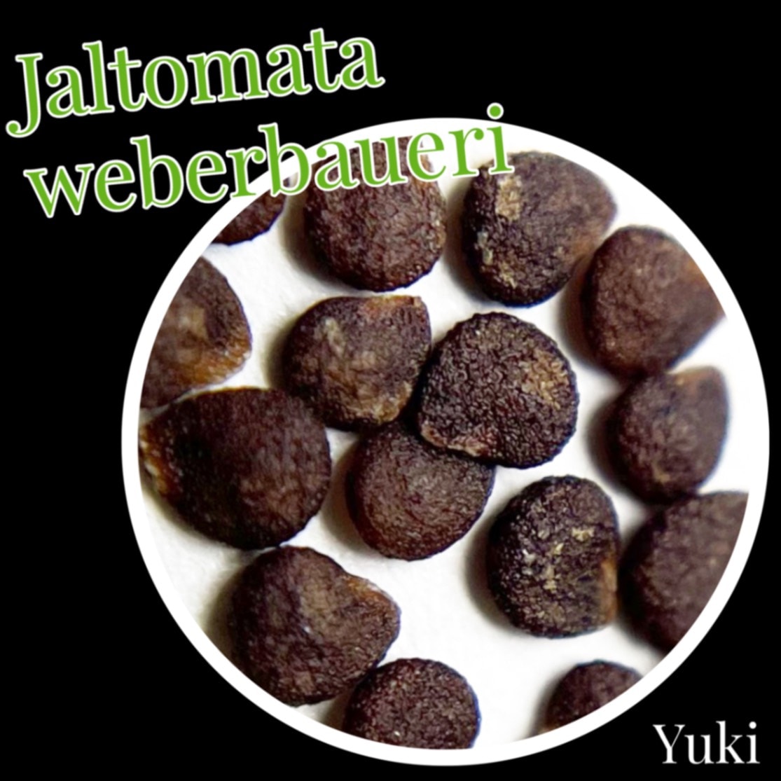 ジャルトマータ・ウェベルバウエリ 種子／Jaltomata weberbaueri