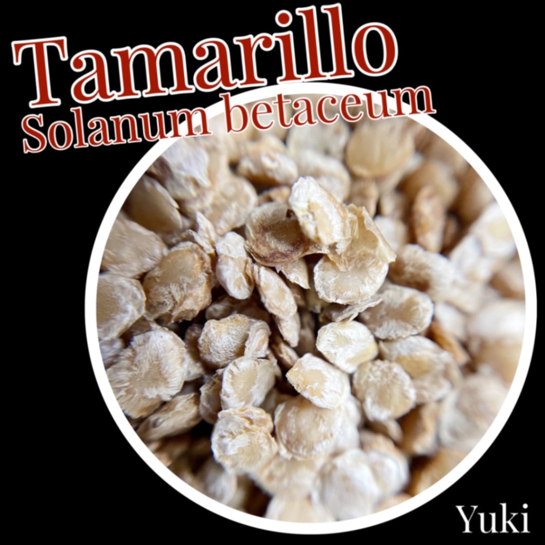 タマリロ(ツリートマト) 種子[トマトの木]Solanum betaceum