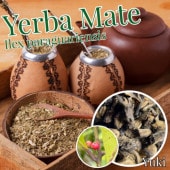 Сޥ [ޥ]Ilex paraguariensis