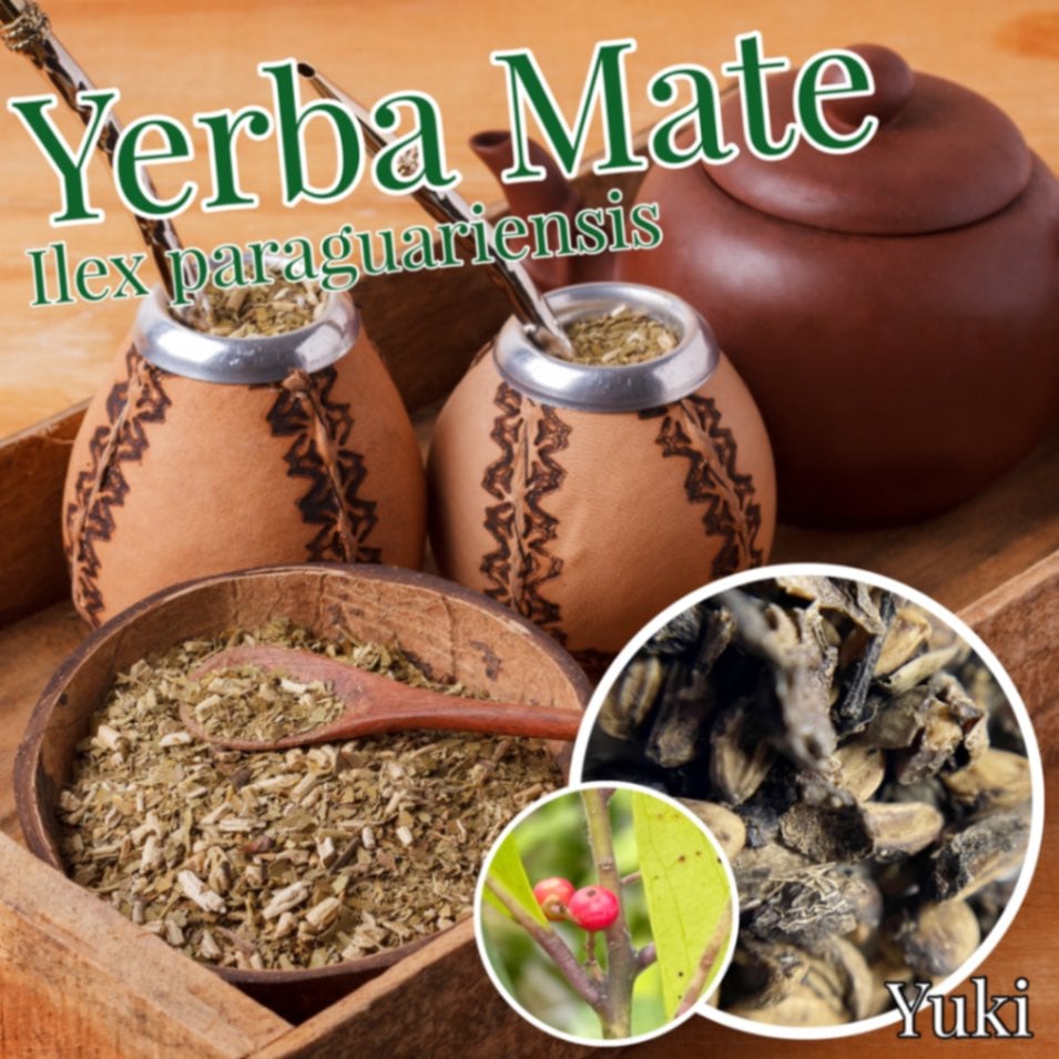 イェルバ・マテ 種子[マテ茶の木]Ilex paraguariensis