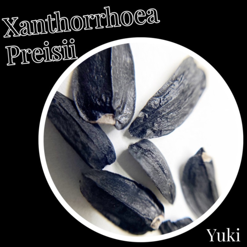 ������ȥ��������ץ쥤���� ���[���տ�ʪ]Xanthorrhoea preipsii