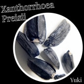 ȥץ쥤 [տʪ]Xanthorrhoea preipsii