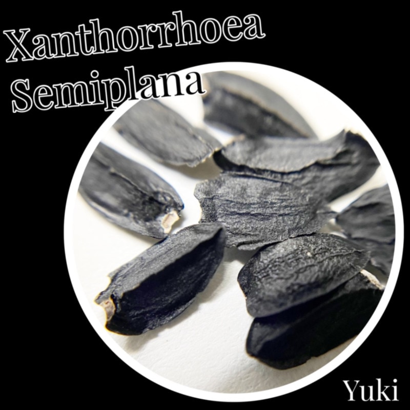 ������ȥ����������ߥץ顼�� ���[���տ�ʪ]Xanthorrhoea semiplana subsp. Semiplana