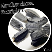 ȥߥץ顼 [տʪ]Xanthorrhoea semiplana subsp. Semiplana