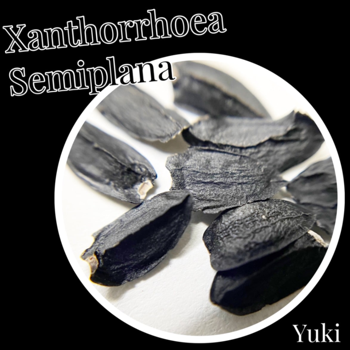 クサントロエア・セミプラーナ 種子[観葉植物]Xanthorrhoea semiplana subsp. Semiplana