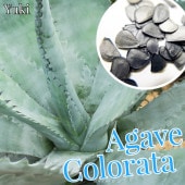 �����١������顼�� ���/Agave colorata