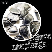 �����١��ޥԥ��� ���/Agave mapisaga