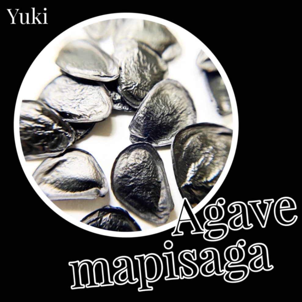 アガベ・マピサガ 種子/Agave mapisaga