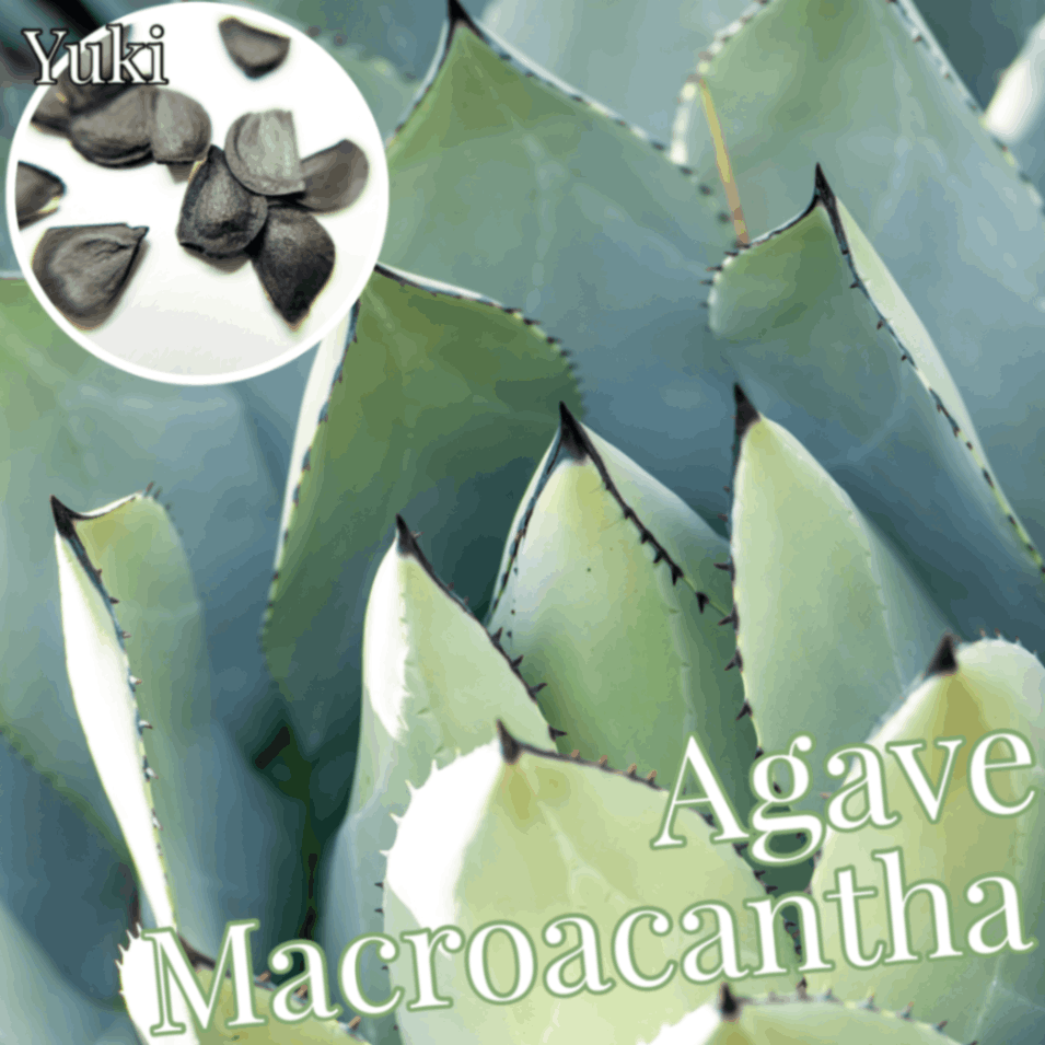 アガベ・マクロアカンザ 種子/Agave macroacantha