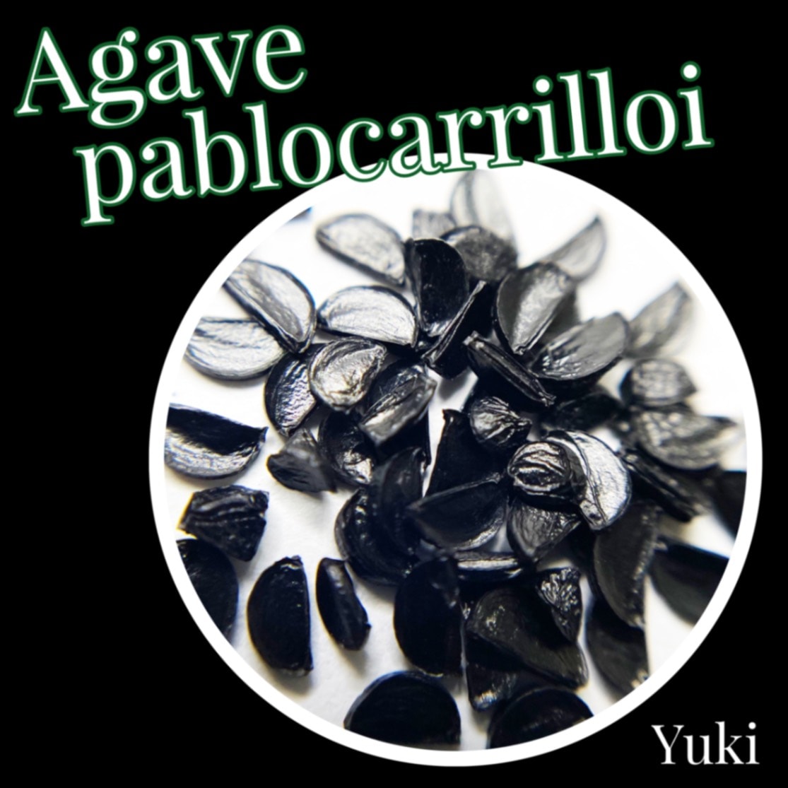 アガベ・パブロカリロイ 種子/Agave pablocarrilloi