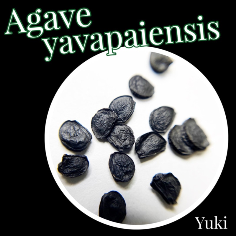 ١Хѥ󥷥 /Agave yavapaiensis