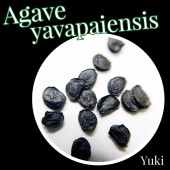 �����١���Хѥ����󥷥� ���/Agave yavapaiensis