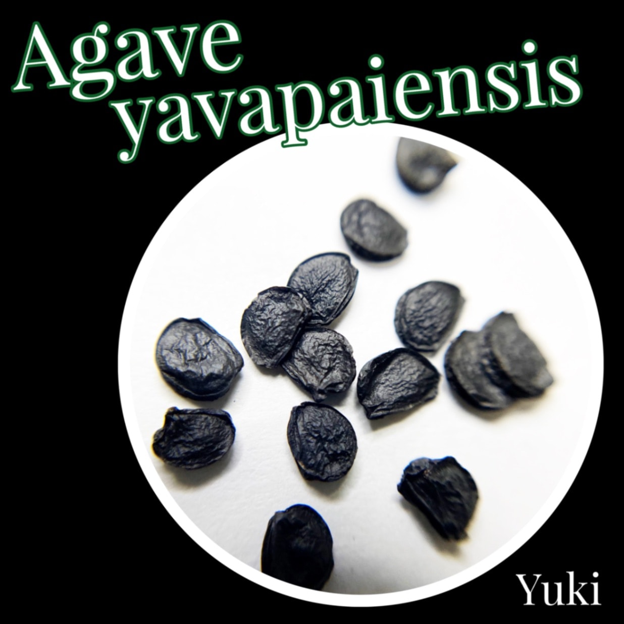 アガベ・ヤバパイエンシス 種子/Agave yavapaiensis