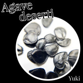 �����١��ǥ����ƥ� ���/Agave deserti subsp. Deserti