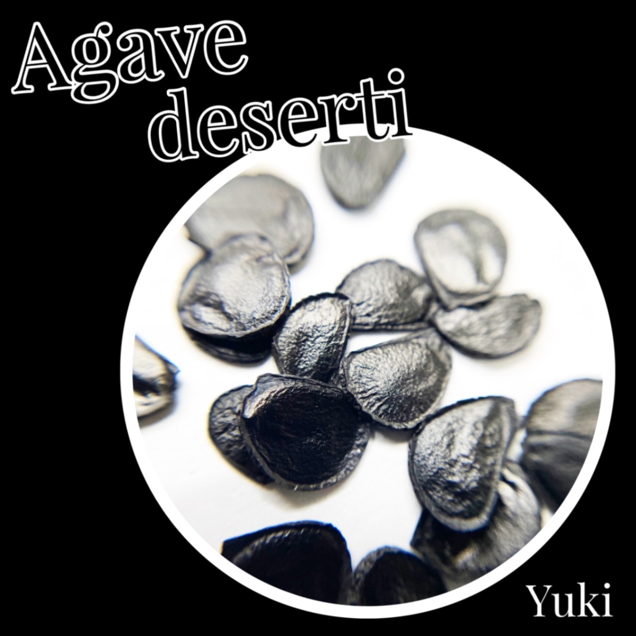 アガベ・デザーティ 種子/Agave deserti subsp. Deserti