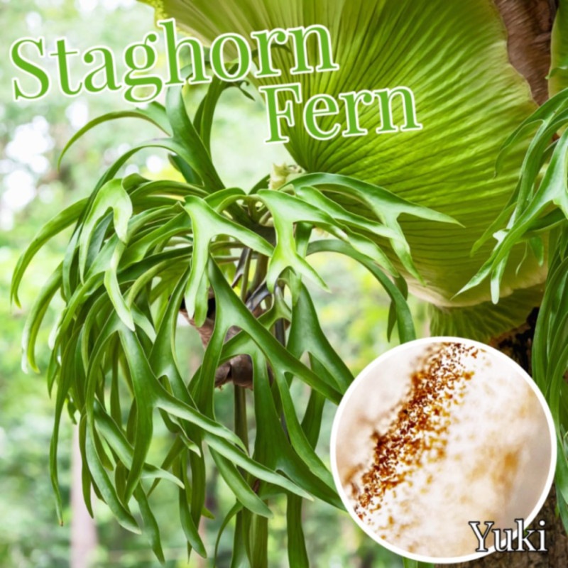 �ӥ�������(���������) ˦��/Platycerium superbum