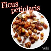 եڥƥꥹ [ǥå]Ficus petiolaris