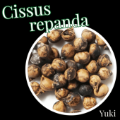 åѥ [ǥå]Cissus repanda