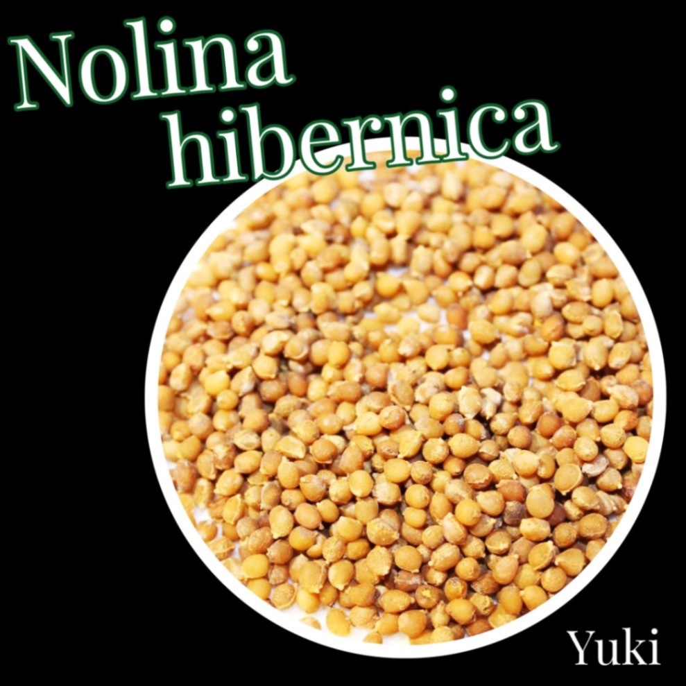 ノリナ・ヒベルニカ 種子/Nolina hibernica