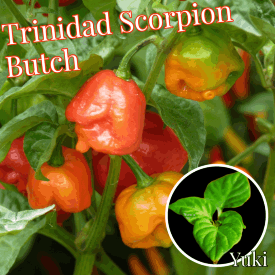 トリニダッド・スコーピオン・ブッチ  苗/Trinidad Scorpion Butch