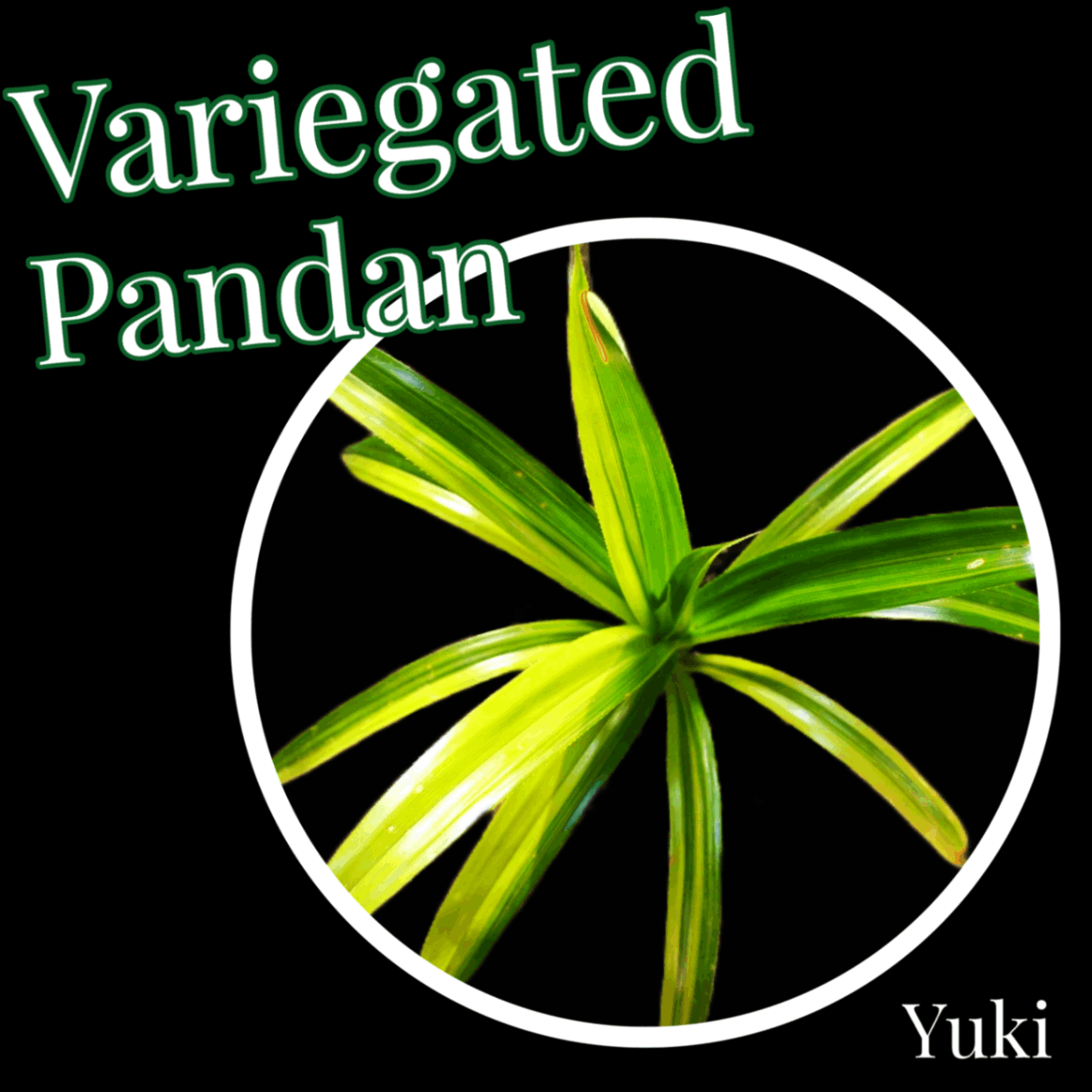 斑入りパンダン 苗/Pandanus amaryllifolius Variegated