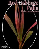 ��åɡ�����٥ĥѡ��� ��/Livingstona mariae