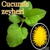 ߥإ /Cucumis zeyheri