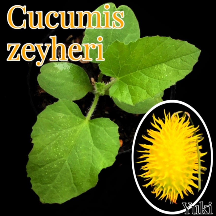 ククミス・ゼイヘリ 苗/Cucumis zeyheri