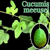 ߥᥨ /Cucumis meeusei