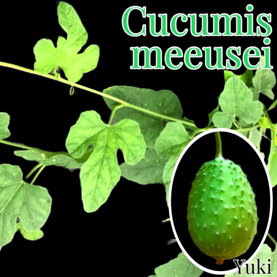 ククミス・メエウセイ 苗/Cucumis meeusei