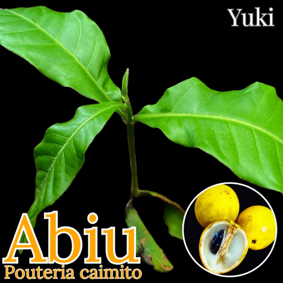 アビウ苗 アビウ 苗[熱帯果樹]Pouteria caimito
